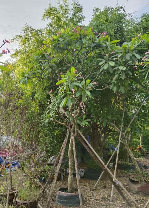 Cây đại đỏ, cây hoa sứ đỏ